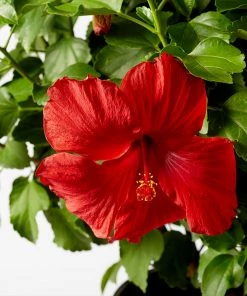 Fast Growing Trees See All Flowering Trees First To Arrive™ Hollywood® Hibiscus