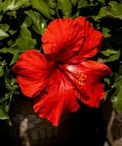 Fast Growing Trees See All Flowering Trees First To Arrive™ Hollywood® Hibiscus