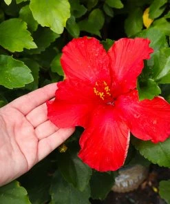 Fast Growing Trees See All Flowering Trees First To Arrive™ Hollywood® Hibiscus