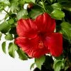 Fast Growing Trees See All Flowering Trees First To Arrive™ Hollywood® Hibiscus