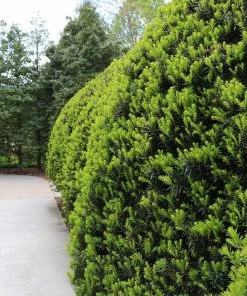 Fast Growing Trees Hicks Yew Tree See All Shrubs & Hedges