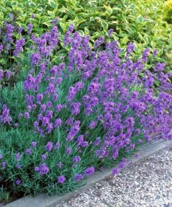 Fast Growing Trees Hidcote Purple Lavender Plant