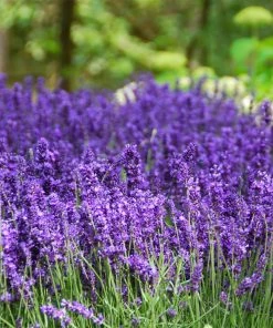 Fast Growing Trees Hidcote Purple Lavender Plant