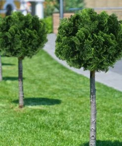 Fast Growing Trees Dwarf Hinoki Cypress Tree Cypress Trees