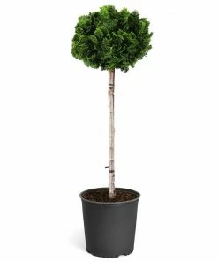 Fast Growing Trees Dwarf Hinoki Cypress Tree Cypress Trees