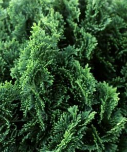 Fast Growing Trees Dwarf Hinoki Cypress Tree Cypress Trees