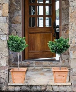 Fast Growing Trees Dwarf Hinoki Cypress Tree Cypress Trees