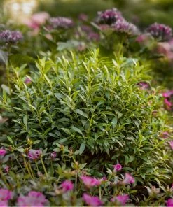 Fast Growing Trees Gem Box® Holly Shrub Holly Trees