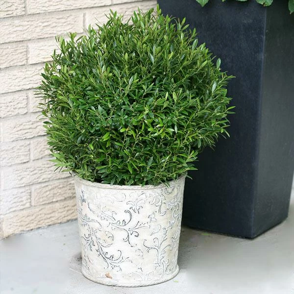 Fast Growing Trees Gem Box® Holly Shrub Holly Trees 3 Fast Growing Trees Gem Box® Holly Shrub Holly Trees