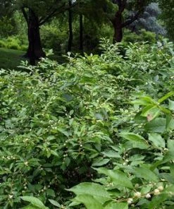 Fast Growing Trees Southern Gentleman Winterberry