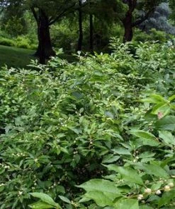 Fast Growing Trees Southern Gentleman Winterberry