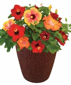Fast Growing Trees See All Flowering Trees Bloom Bash® Hollywood® Hibiscus