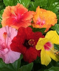 Fast Growing Trees See All Flowering Trees Bloom Bash® Hollywood® Hibiscus
