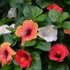 Fast Growing Trees See All Flowering Trees Bloom Bash® Hollywood® Hibiscus