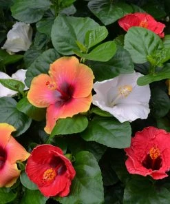 Fast Growing Trees See All Flowering Trees Bloom Bash® Hollywood® Hibiscus