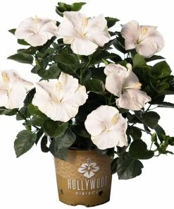 Fast Growing Trees See All Flowering Trees Earth Angel™ Hollywood® Hibiscus