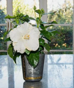 Fast Growing Trees See All Flowering Trees Earth Angel™ Hollywood® Hibiscus