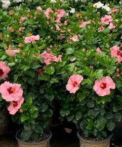 Fast Growing Trees Pop Star™ Hollywood® Hibiscus See All Flowering Trees 7 Fast Growing Trees Pop Star™ Hollywood® Hibiscus See All Flowering Trees