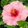 Fast Growing Trees Pop Star™ Hollywood® Hibiscus See All Flowering Trees