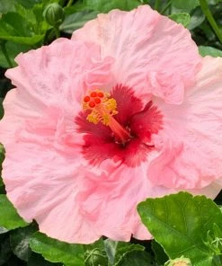 Fast Growing Trees Pop Star™ Hollywood® Hibiscus See All Flowering Trees