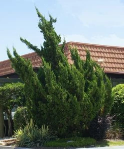 Fast Growing Trees Hollywood Juniper Tree