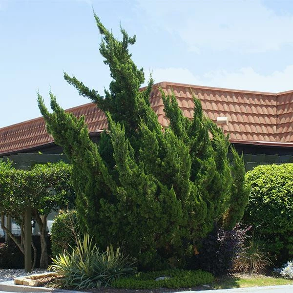 Fast Growing Trees Hollywood Juniper Tree 3 Fast Growing Trees Hollywood Juniper Tree