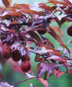 Fast Growing Trees Hollywood Plum Tree Plum Trees