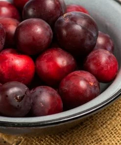 Fast Growing Trees Hollywood Plum Tree Plum Trees 8 Fast Growing Trees Hollywood Plum Tree Plum Trees