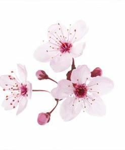 Fast Growing Trees Hollywood Plum Tree Plum Trees 9 Fast Growing Trees Hollywood Plum Tree Plum Trees