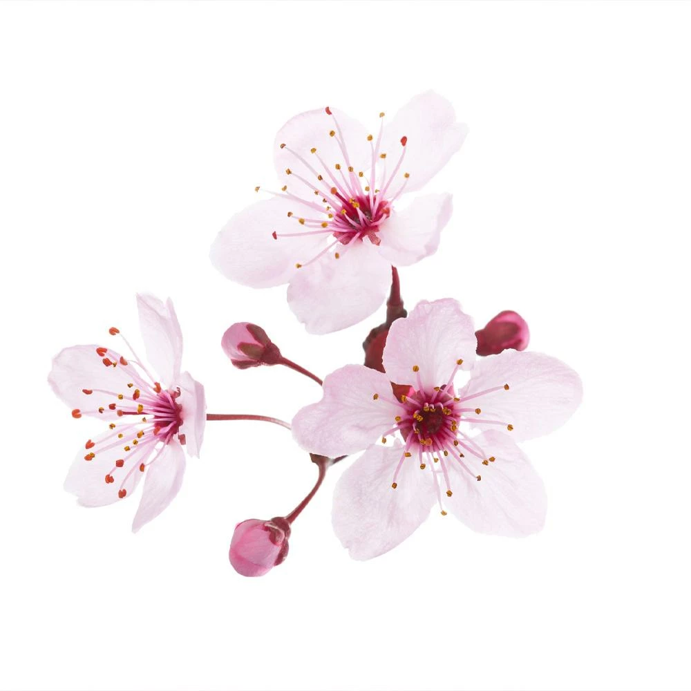 Fast Growing Trees Hollywood Plum Tree Plum Trees 6 Fast Growing Trees Hollywood Plum Tree Plum Trees