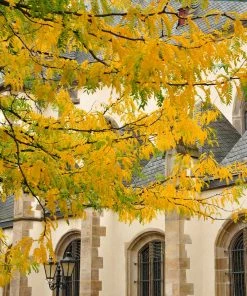 Fast Growing Trees Shademaster Honeylocust Tree See All Shade Trees