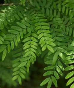 Fast Growing Trees Shademaster Honeylocust Tree See All Shade Trees