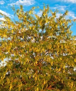 Fast Growing Trees Shademaster Honeylocust Tree See All Shade Trees