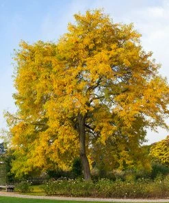 Fast Growing Trees Shademaster Honeylocust Tree See All Shade Trees