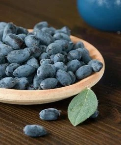 Fast Growing Trees See All Fruit Trees Honeyberry - Blue Velvet™