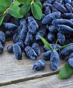 Fast Growing Trees See All Fruit Trees Honeyberry - Blue Moon™