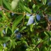 Fast Growing Trees See All Fruit Trees Honeyberry - Blue Moon™