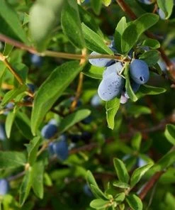 Fast Growing Trees See All Fruit Trees Honeyberry - Blue Moon™