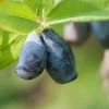 Fast Growing Trees See All Fruit Trees Honeyberry - Blue Velvetâ„¢ 1 Fast Growing Trees See All Fruit Trees Honeyberry - Blue Velvetâ„¢