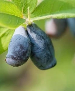 Fast Growing Trees See All Fruit Trees Honeyberry - Blue Velvet™