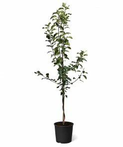 Fast Growing Trees Apple Trees Honeycrisp™ & Cortland Twisted Apple Tree