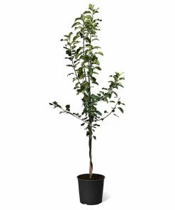 Fast Growing Trees Apple Trees Honeycrispâ„¢ & Cortland Twisted Apple Tree