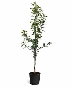 Fast Growing Trees Apple Trees Honeycrisp™ & McIntosh Twisted Apple Tree