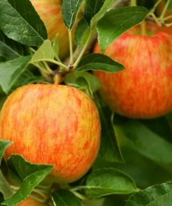 Fast Growing Trees Honeycrisp™ & Sweet Sixteen Twisted Apple Tree Apple Trees
