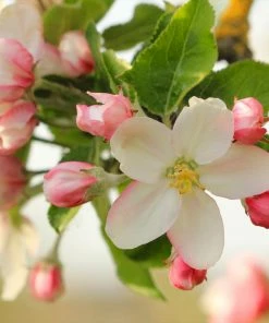 Fast Growing Trees Apple Trees Honeycrisp™ Apple Tree