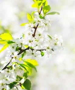 Fast Growing Trees Apple Trees Honeygold Apple Tree