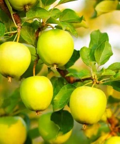 Fast Growing Trees Apple Trees Honeygold Apple Tree