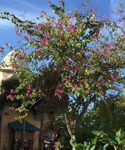 Fast Growing Trees Hong Kong Orchid Tree Pink Flowers