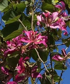 Fast Growing Trees Hong Kong Orchid Tree Pink Flowers