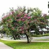 Fast Growing Trees Hong Kong Orchid Tree Pink Flowers